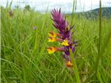 Kraški črnilec (Melampyrum carstiense)