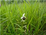 Ophrys holosericea