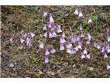 Alpine Snow Bell (Soldanella alpina)