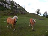 Kokra (Roblek) - Planina Dolga njiva (Krvavec)