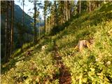 Podkanja vas / Wildenstein - Kapelška koča / Eisenkappler Hütte