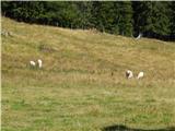 Rebrca / Rechberg - Kapelška koča / Eisenkappler Hütte