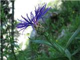 Centaurea triumfettii