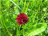 Dvobarvna murka (Nigritella bicolor)