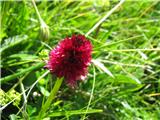 Nigritella bicolor