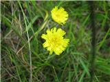 Dolgodlakava škržolica (Hieracium pilosella)