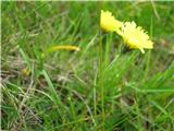 Dolgodlakava škržolica (Hieracium pilosella)