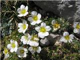 Saxifraga burseriana