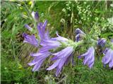 Campanula spicata