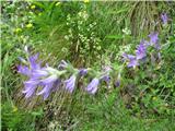 Klasasta zvončica (Campanula spicata)