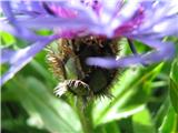 Centaurea triumfettii