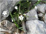 Heliosperma pusillum