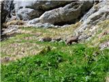 Malga Crocifisso - Rifugio Baita Cuz