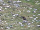 Rifugio Pederü - Col Bechei