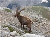 Rifugio Pederü - Col Bechei