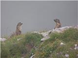 Plöckenpass - Creta di Collina / Kollinkofel