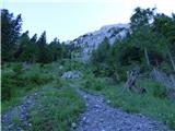 Edelweiss - Monte Volaia / Wolayer Kopf