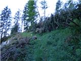 Edelweiss - Monte Volaia / Wolayer Kopf