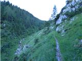 Edelweiss - Monte Volaia / Wolayer Kopf