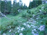 Edelweiss - Monte Volaia / Wolayer Kopf