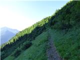 Edelweiss - Monte Volaia / Wolayer Kopf