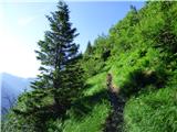 Edelweiss - Monte Volaia / Wolayer Kopf