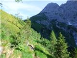 Edelweiss - Monte Volaia / Wolayer Kopf