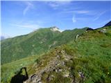 Edelweiss - Monte Volaia / Wolayer Kopf