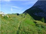 Edelweiss - Monte Volaia / Wolayer Kopf