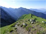 Edelweiss - Monte Volaia / Wolayer Kopf