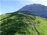 Edelweiss - Monte Volaia / Wolayer Kopf