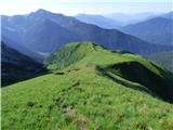 Edelweiss - Monte Volaia / Wolayer Kopf