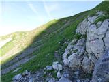 Edelweiss - Monte Volaia / Wolayer Kopf