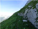 Edelweiss - Monte Volaia / Wolayer Kopf