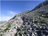 Edelweiss - Monte Volaia / Wolayer Kopf