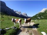 Capanna Alpina - Vallon Bianco