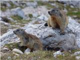 Capanna Alpina - Bivacco della Pace