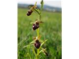 Osjeliko mačje uho (Ophrys sphegodes)