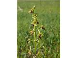 Ophrys sphegodes