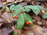 Širokolistna lobodika (Ruscus hypoglossum)