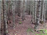 Slovenji Plajberk / Windisch Bleiberg - Veliki Rob / Großer Rain