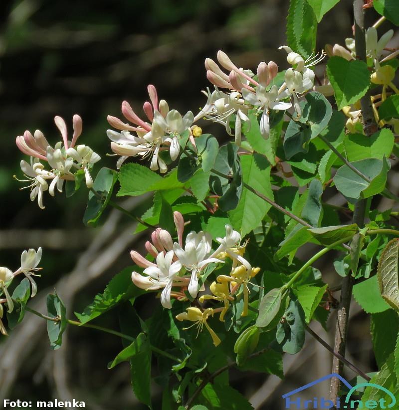 Lonicera caprifolium Inga