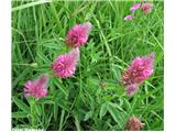 Škrlatnordeča detelja (Trifolium rubens), Kamniški vrh, Slovenija.