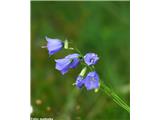 Witasekina zvončica (Campanula witasekiana), Kamniški vrh, Slovenija.