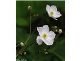 Platanolistna zlatica (Ranunculus platanifolius), Nanos, Slovenija.