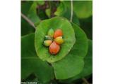 Lonicera caprifolium