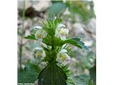 Navadni zebrat (Galeopsis tetrahit), Isola 2000, Francija.