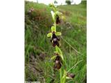 Muholiko mačje uho (Ophrys insectifera)