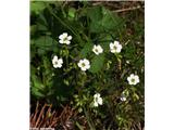 Kipeči kamnokreč (Saxifraga adscendens), Velika planina, Slovenija.