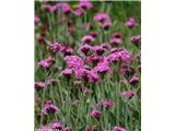 Lychnis flos-jovis